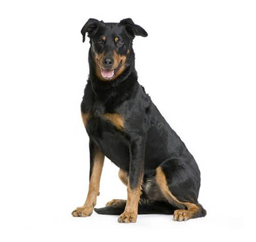 Beauceron Dog Breed Information | Purina